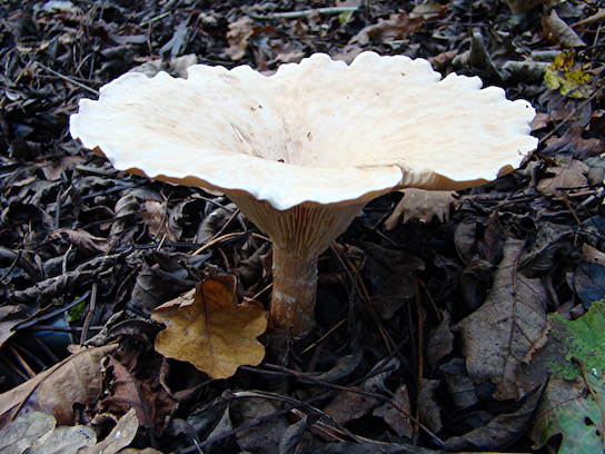 giant funnel